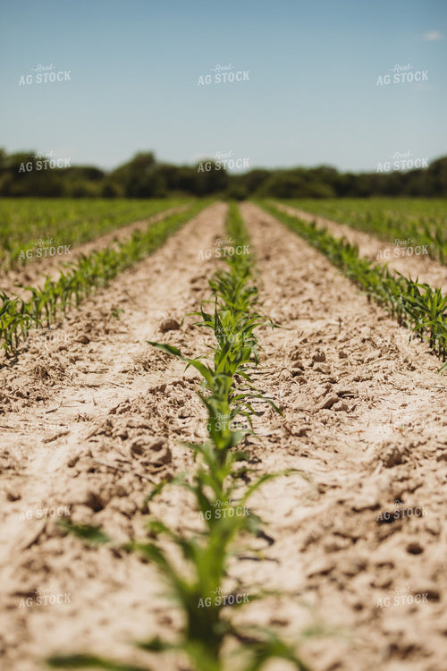 V3 Corn in Light Soil 5785