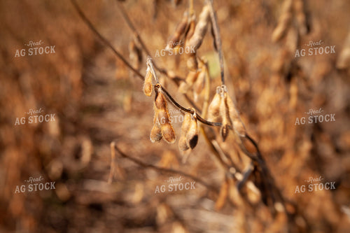 Soybeans - Dry 1569
