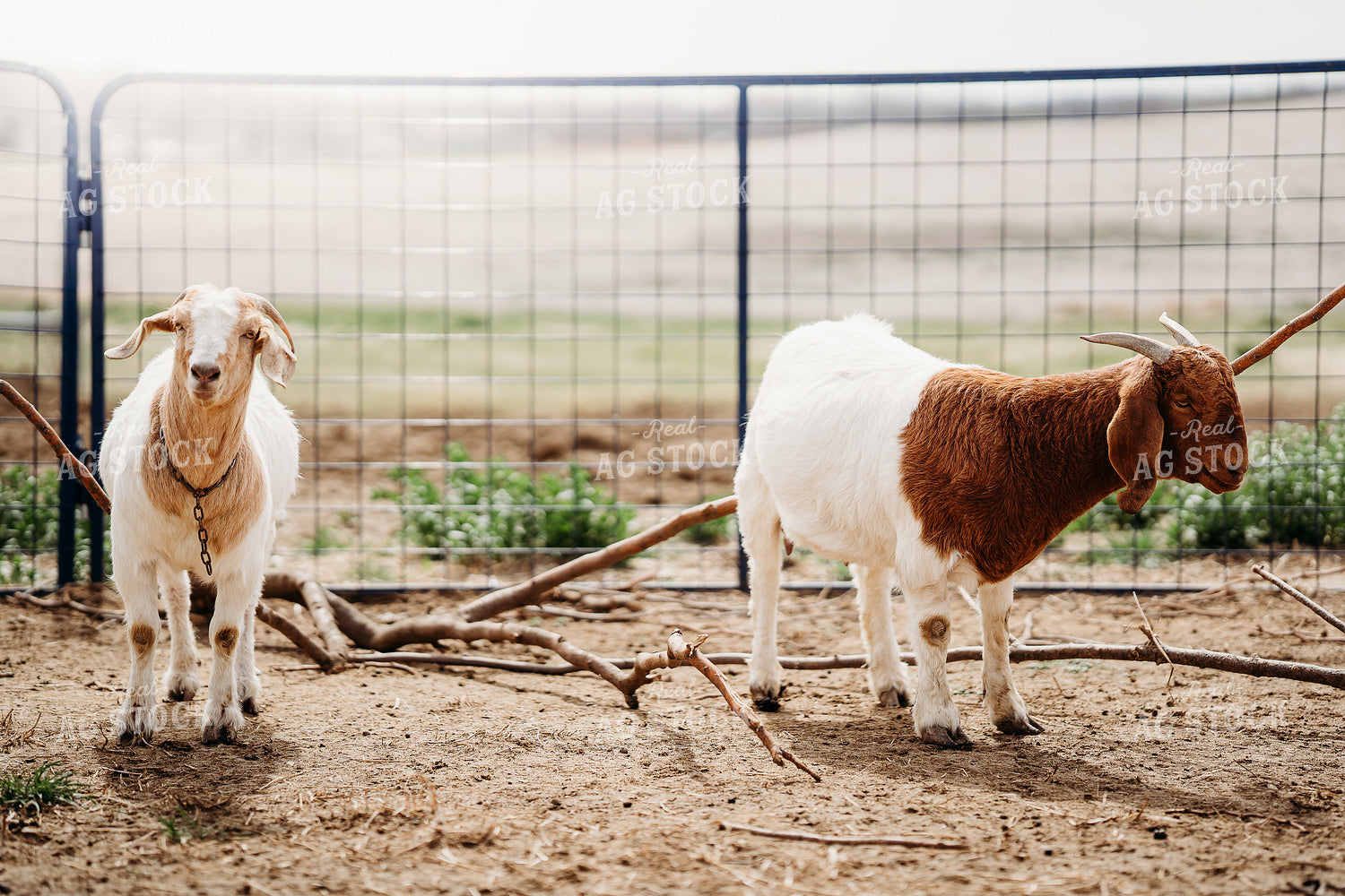 Goats 196271