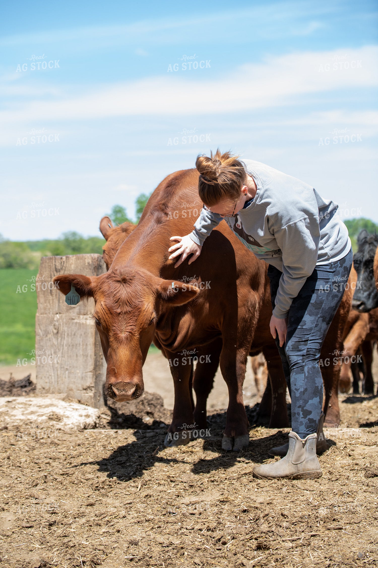 Female Cattle Producer with Red Angus Cow 193064