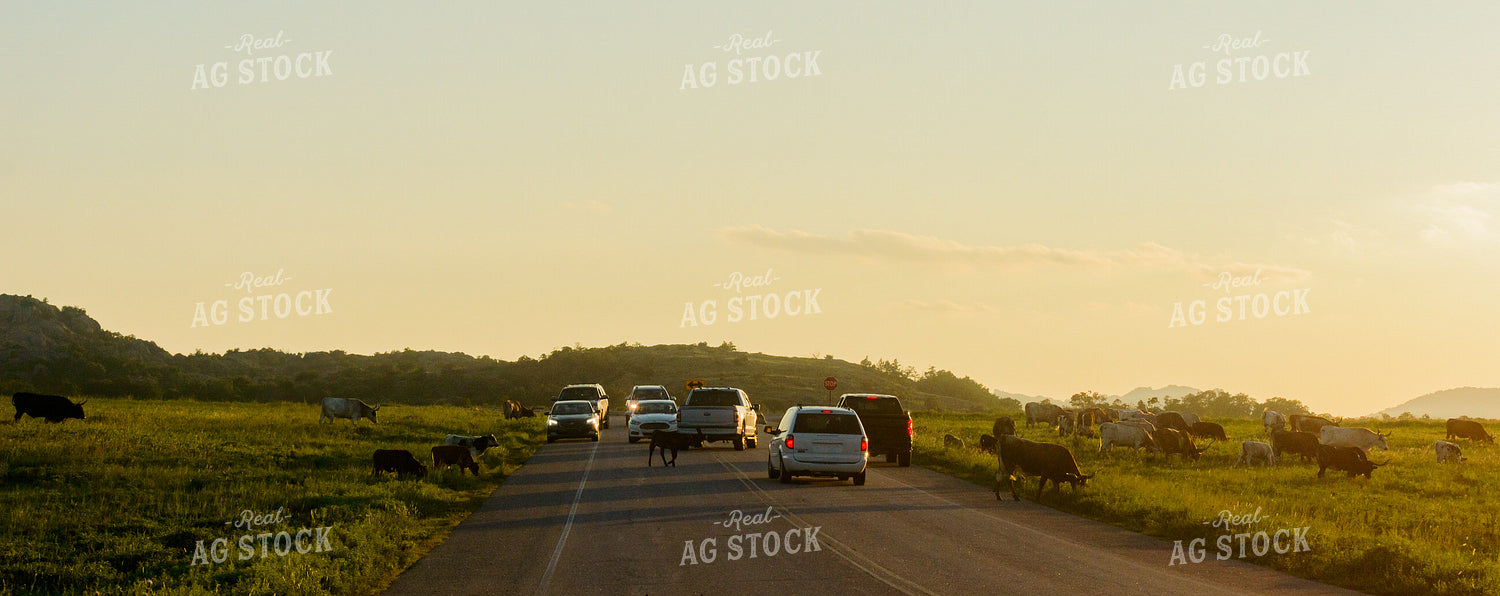 Cattle on Road 283006