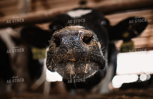 Holstein Cattle in Open Air Barn 152251