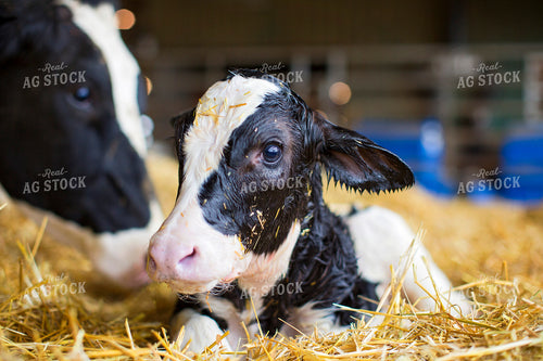 Holstein Cow and Calf 55151