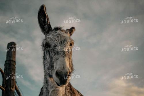 Donkey 58375