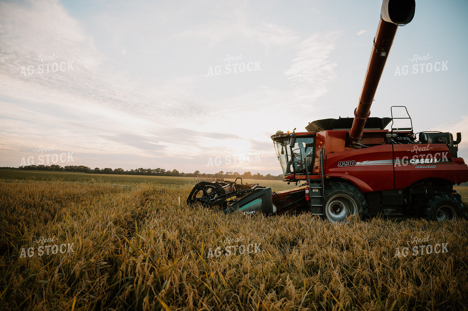 Rice Harvest 125189