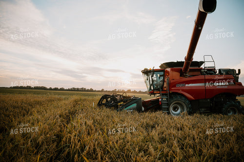 Rice Harvest 125189