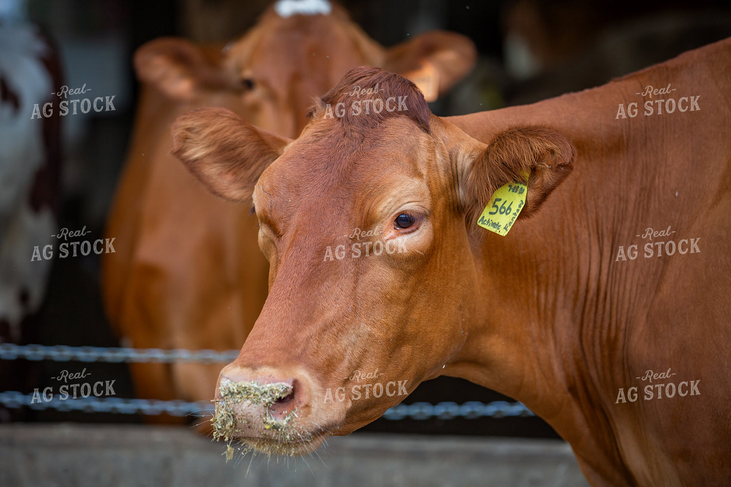 Guernsey Dairy Cows 270579