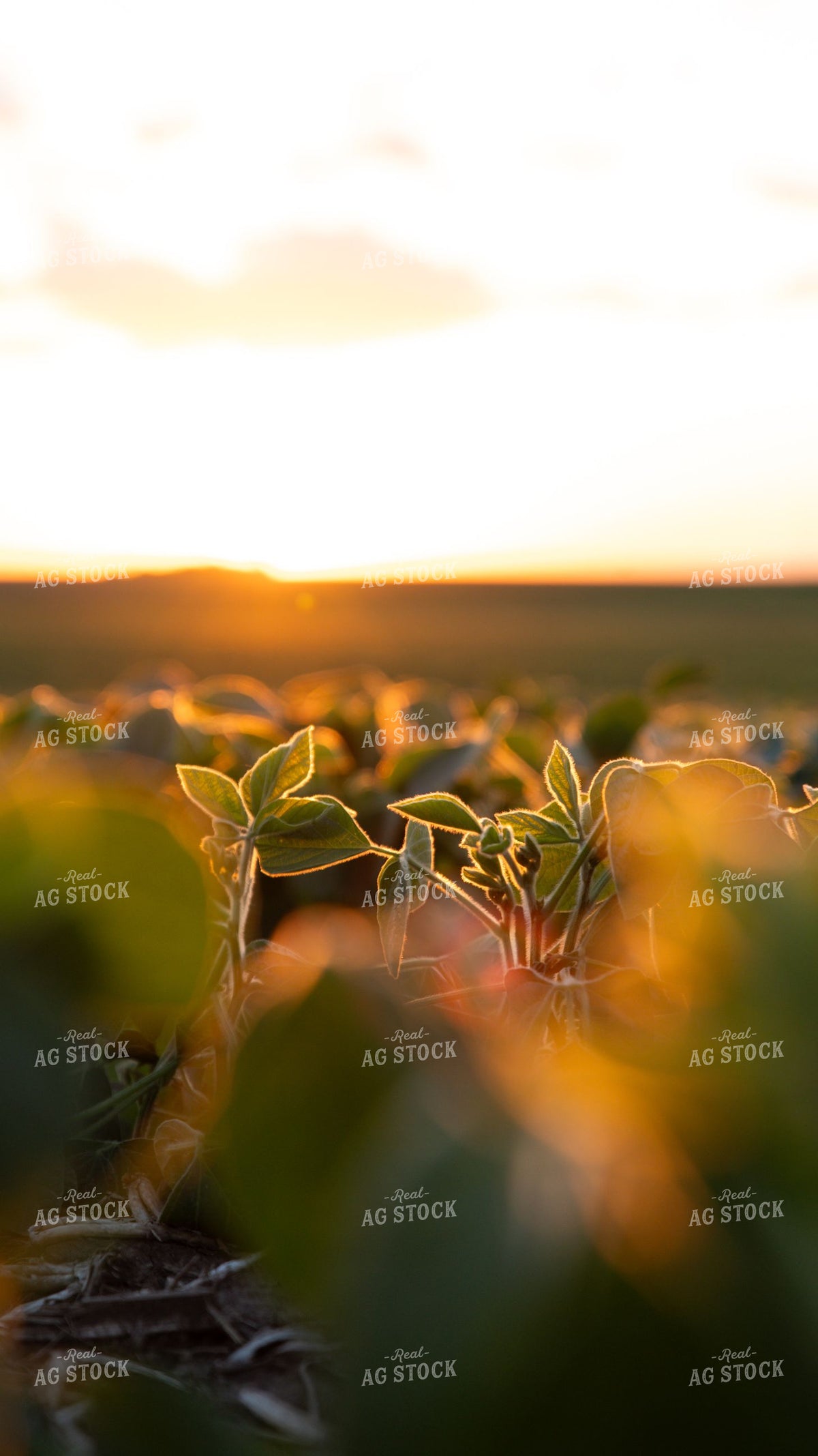 Young Soybean Plants Glowing at Sunset 401004