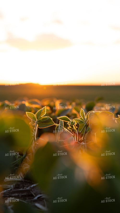 Young Soybean Plants Glowing at Sunset 401004