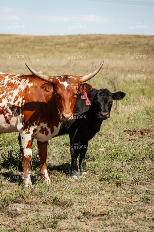 Cattle 155072