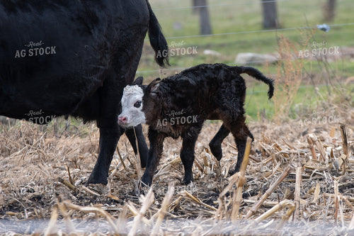 Cow Calf Pair 50448