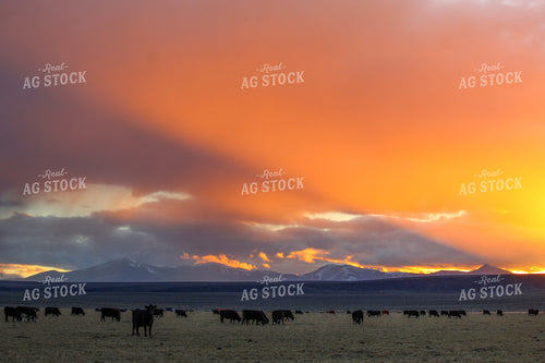 Cattle Pasture During Sunset 78022