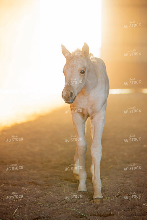 Foal 55401