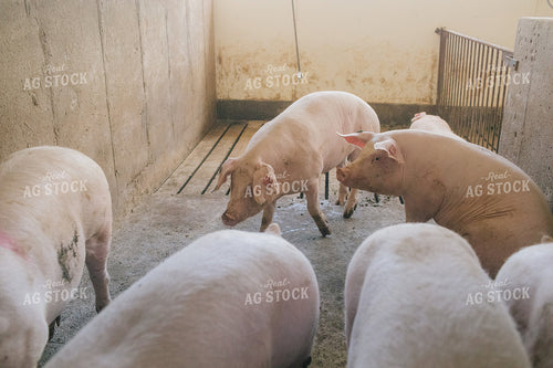 Pig in Pen in Modern Barn 3236