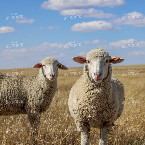 Sheep 261020