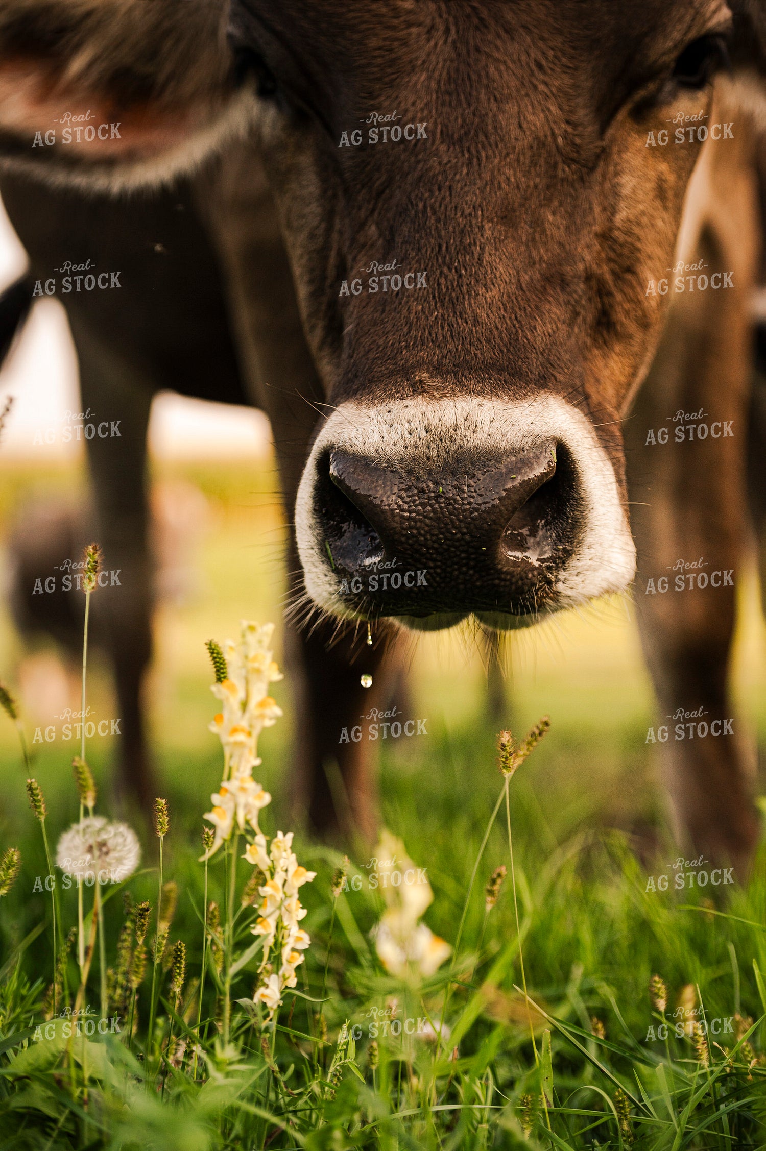 Brown Swiss Cattle 195022