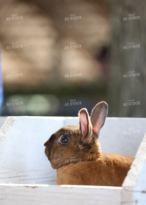 Showing Rabbits 160224