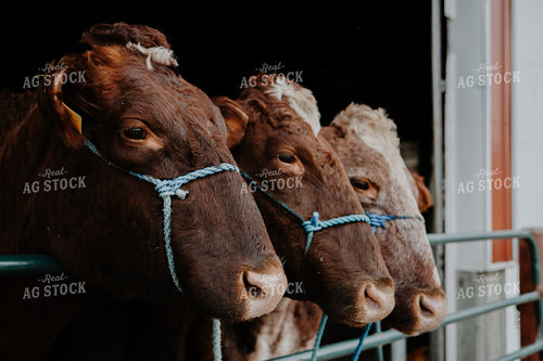 Cattle in Farmyard 116004