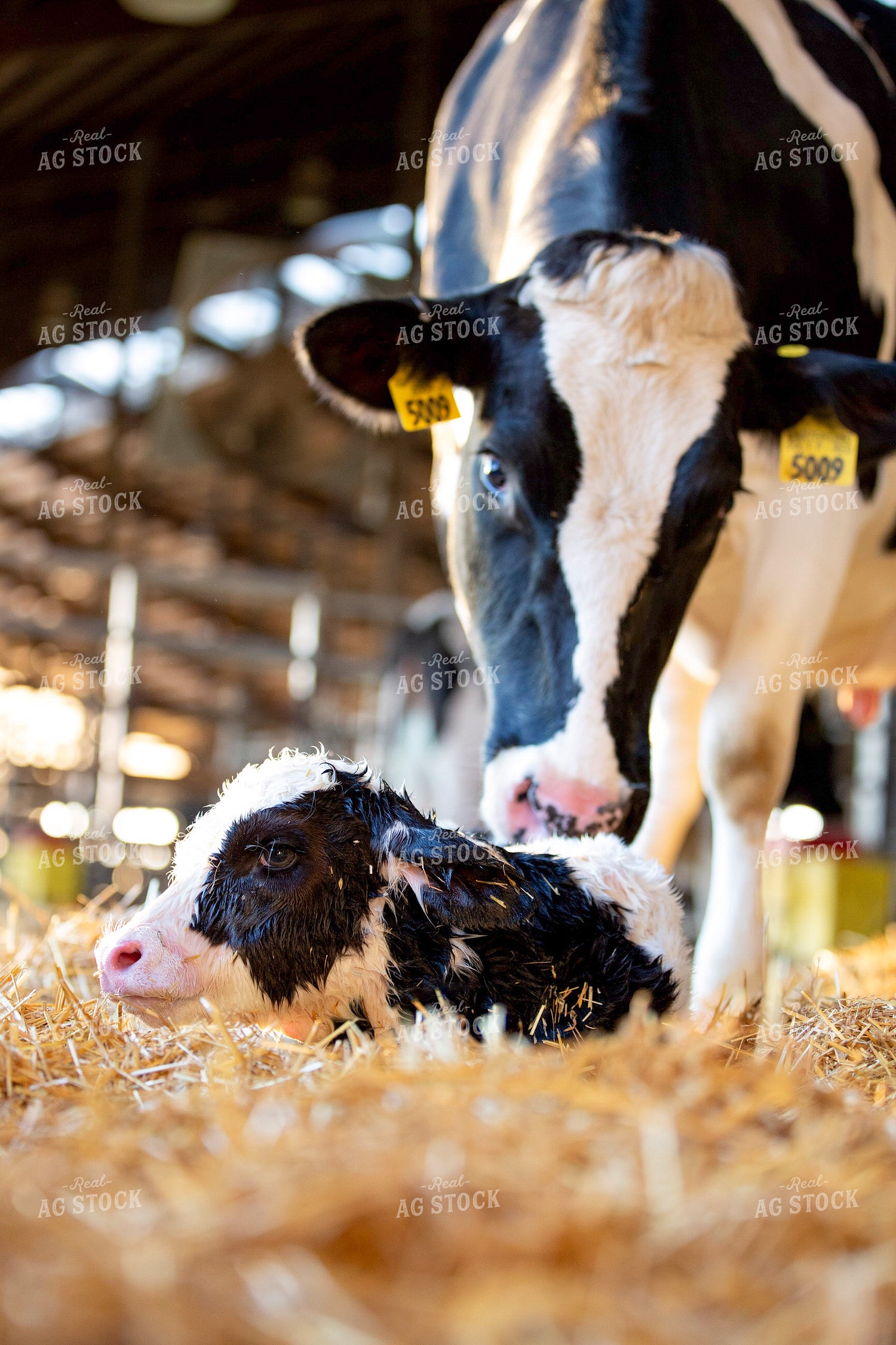 New Holstein Calf 55336