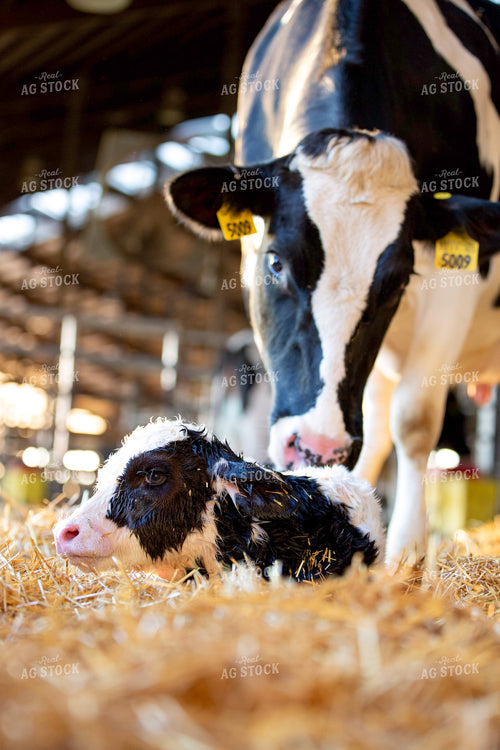 New Holstein Calf 55336