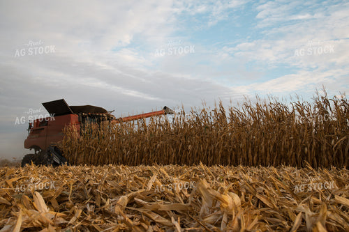 Corn Harvest 26032
