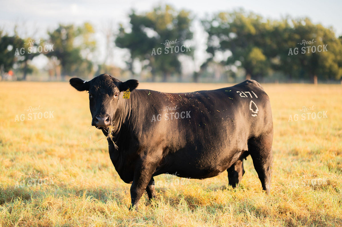 Black Angus Bull Standing in Pasture 402034