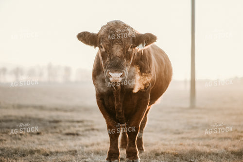 Black Angus Cow 64177