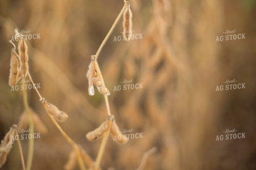 Dried Soybean Pods 93115