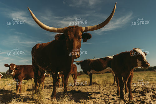 Cattle in Pasture 61114