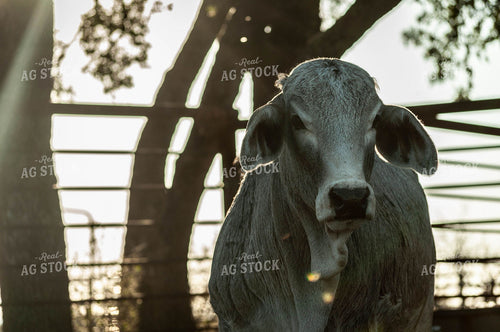 Brahman Cattle 59010