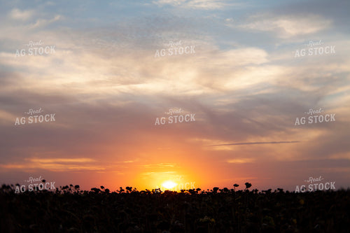 Sunflowers 2116
