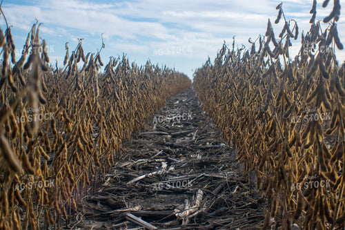 Dried Soybeans in Field 50067