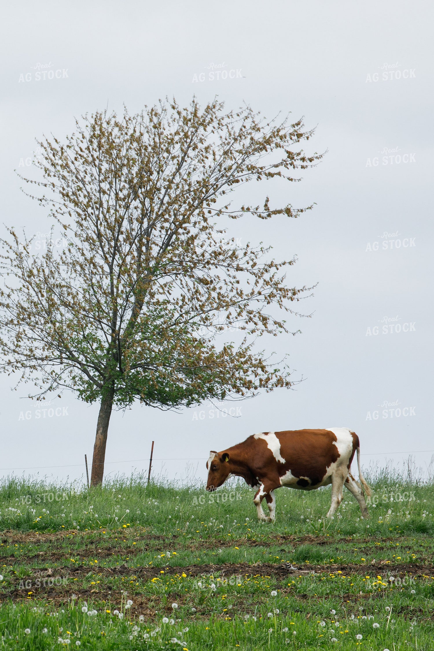 Cattle on Pasture 145086