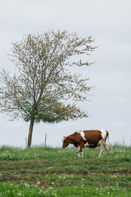 Cattle on Pasture 145086