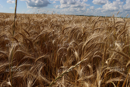 Dried Wheat Field 257008