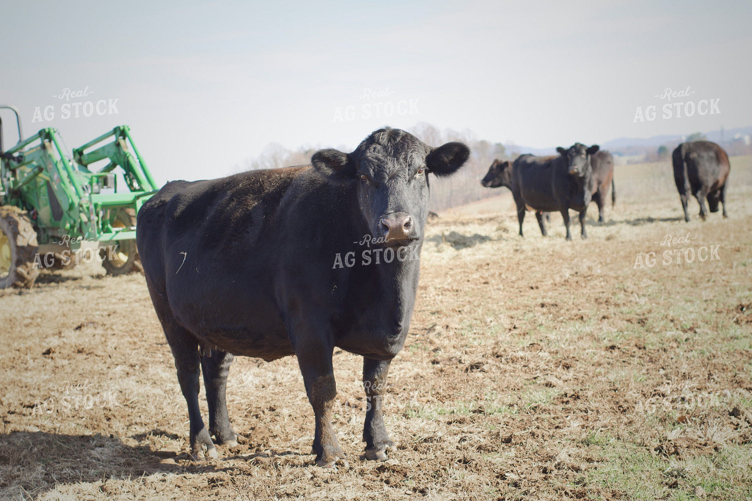 Cattle on Pasture 251125