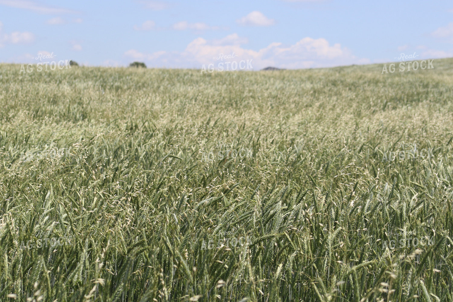 Winter Rye 183015