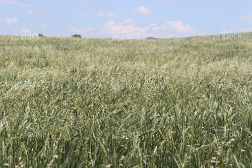 Winter Rye 183015