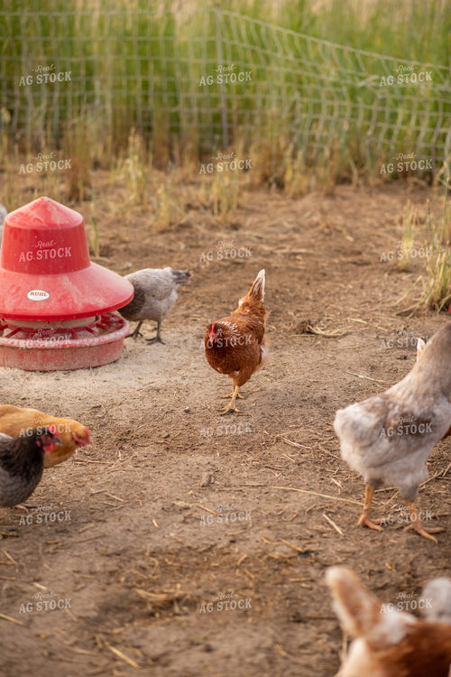 Free Range Chickens 76544