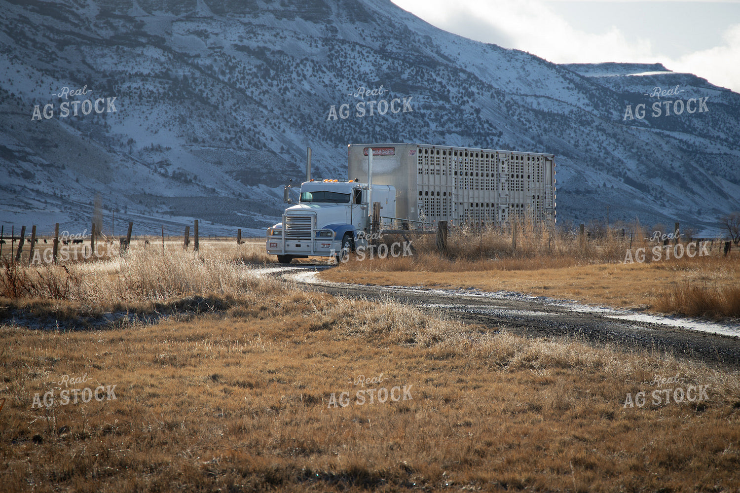 Transporting Livestock 78186