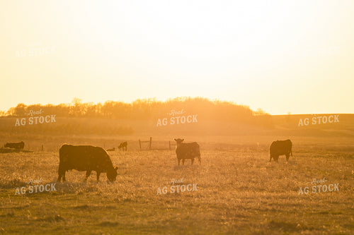 Cattle at Sunset 68319