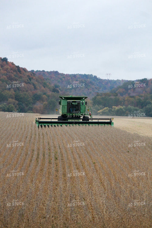 Combine Harvesting Soybeans 52053