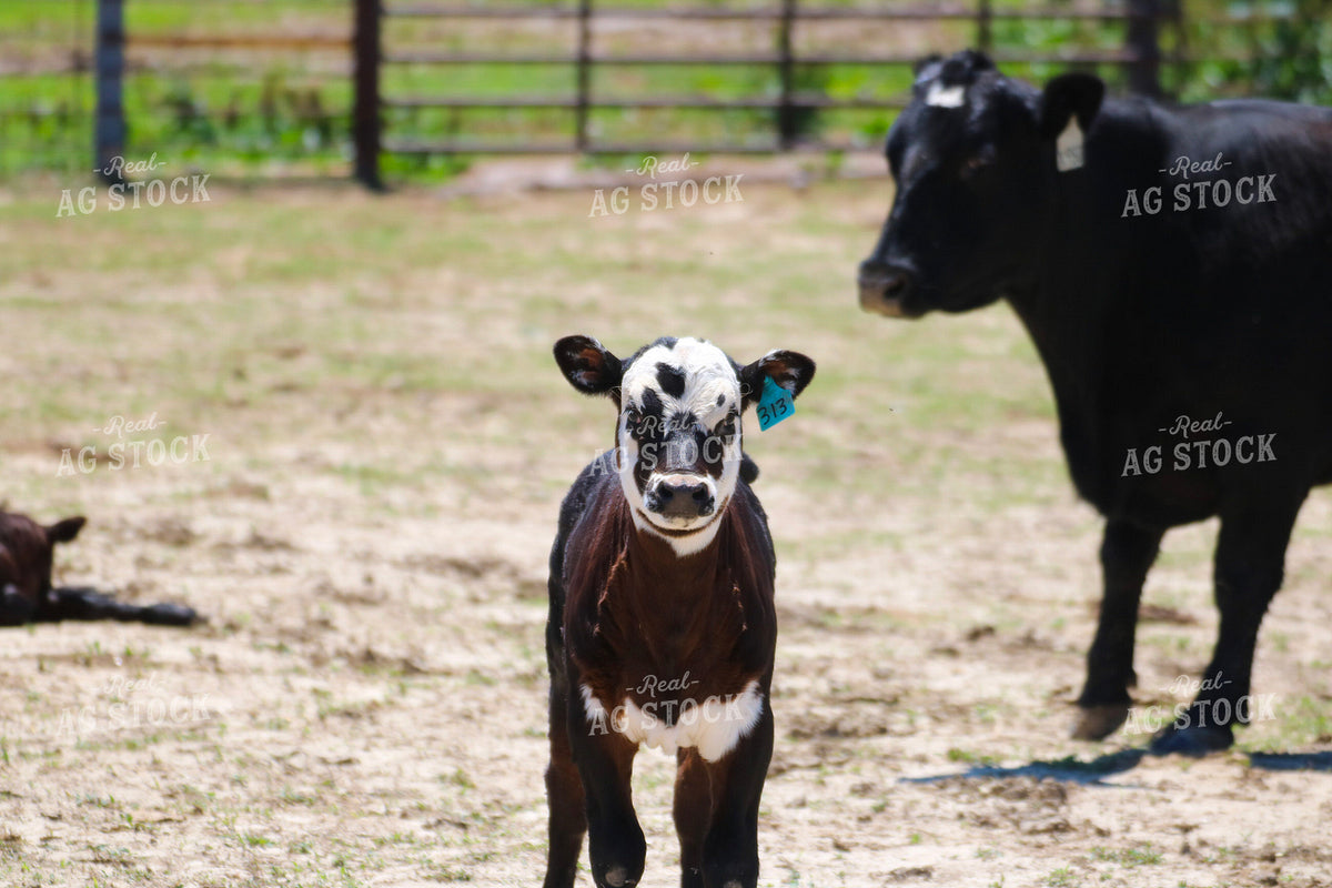Cow Calf Pair 82533