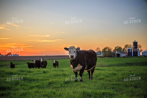 Black Baldy Cattle in Pasture 93188