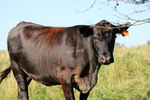Black Angus Cattle on Pasture 182019