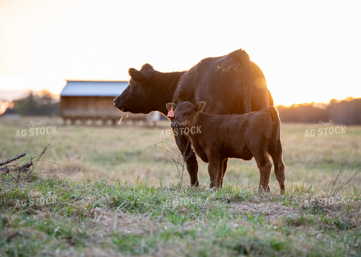 Crossbred Cow Calf Pair 193058