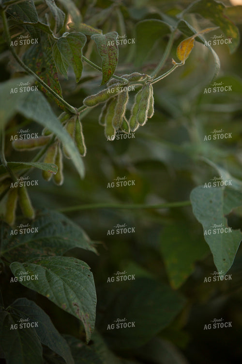 Soybeans - Mid-Season 1454