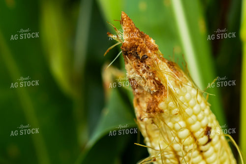 Earworm Damage Corn 191244