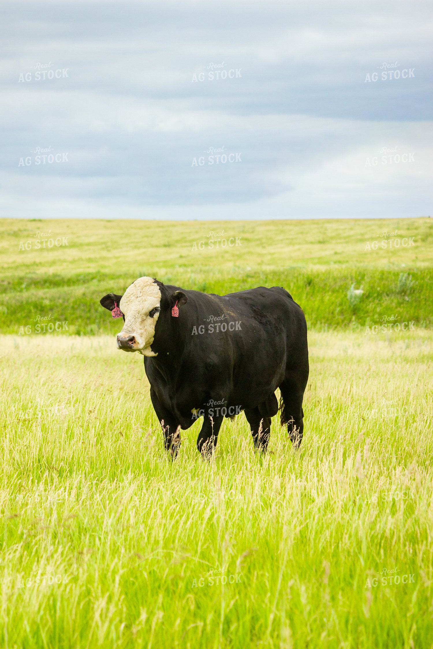 Black Baldy Bull 155253