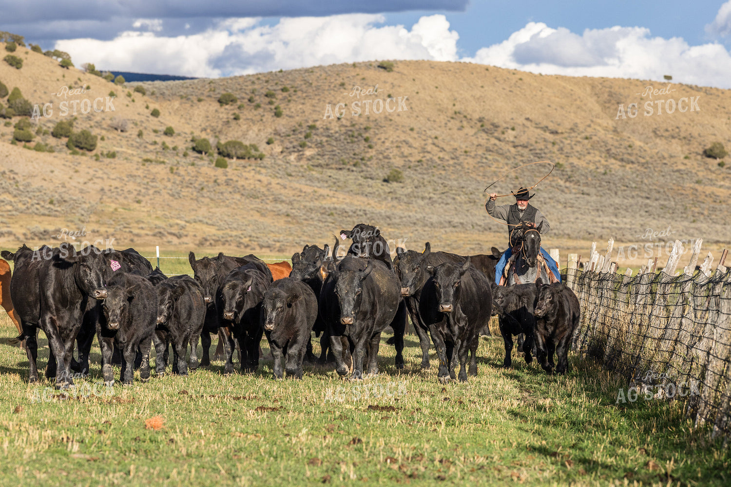 Cowboy Roping Cattle 290013